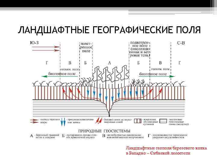 ЛАНДШАФТНЫЕ ГЕОГРАФИЧЕСКИЕ ПОЛЯ Ландшафтные геополя березового колка в Западно – Сибиской лесостепи 