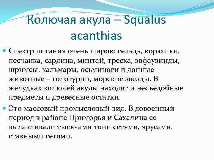 Колючая акула – Squalus acanthias Спектр питания очень широк: сельдь, корюшки, песчанка, сардина, минтай,