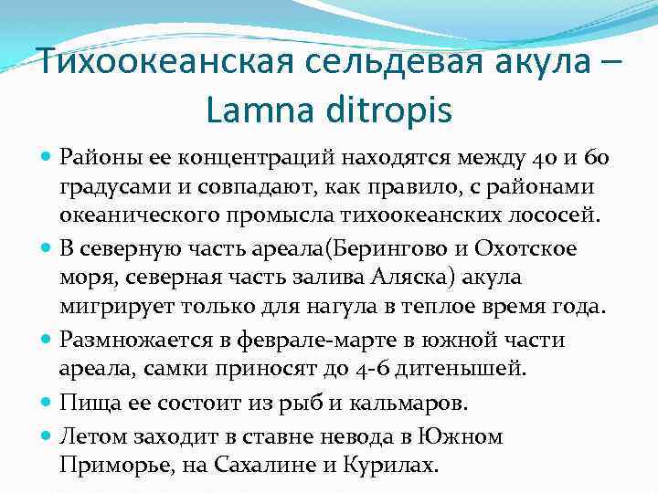 Тихоокеанская сельдевая акула – Lamna ditropis Районы ее концентраций находятся между 40 и 60