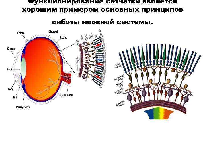 Функционирование сетчатки является хорошим примером основных принципов работы нервной системы. 