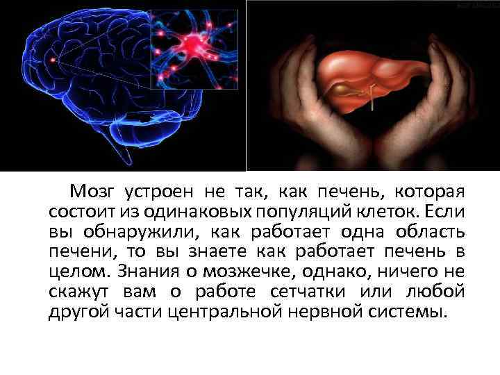  Мозг устроен не так, как печень, которая состоит из одинаковых популяций клеток. Если