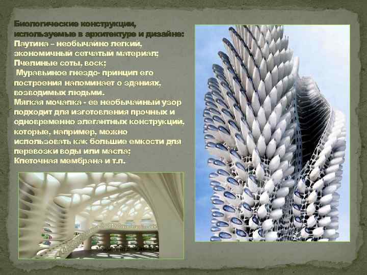 Биологические конструкции, используемые в архитектуре и дизайне: Паутина – необычайно легкий, экономичный сетчатый материал;