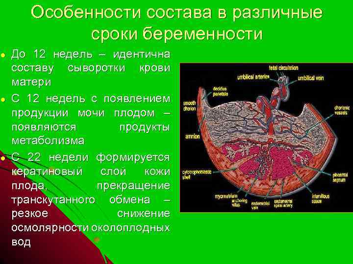 ● ● ● Особенности состава в различные сроки беременности До 12 недель – идентична