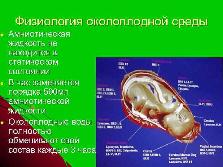 ● ● ● Физиология околоплодной среды Амниотическая жидкость не находится в статическом состоянии В