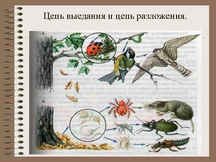 Цепь выедания и цепь разложения. 