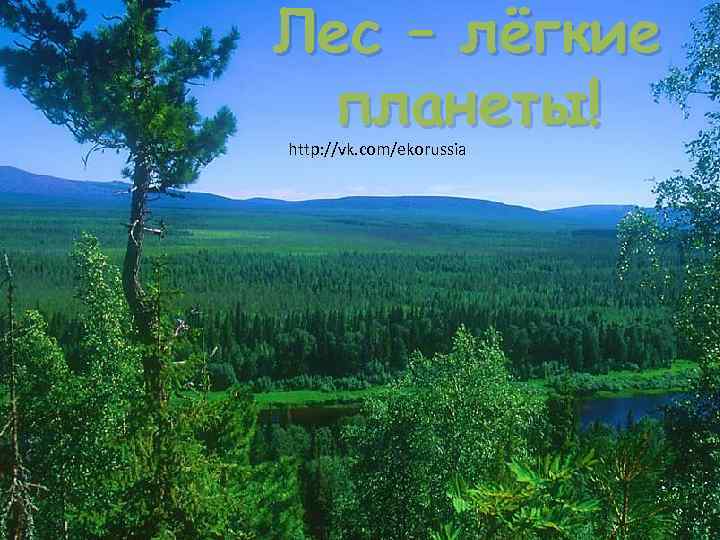 Лес – лёгкие планеты! http: //vk. com/ekorussia 