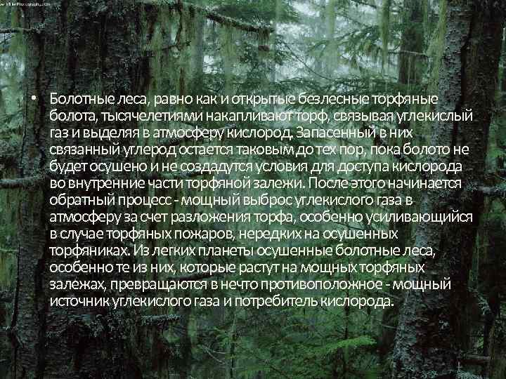  • Болотные леса, равно как и открытые безлесные торфяные болота, тысячелетиями накапливают торф,