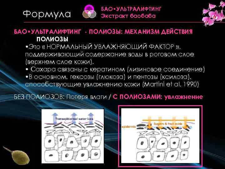 Формула БAO • УЛЬТРАЛИФТИНГ Экстракт баобаба БАО • УЛЬТРАЛИФТИНГ - ПОЛИОЗЫ: МЕХАНИЗМ ДЕЙСТВИЯ ПОЛИОЗЫ