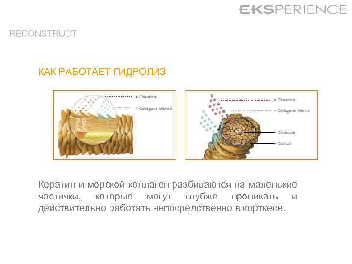 RECONSTRUCT КАК РАБОТАЕТ ГИДРОЛИЗ Кератин и морской коллаген разбиваются на маленькие частички, которые могут