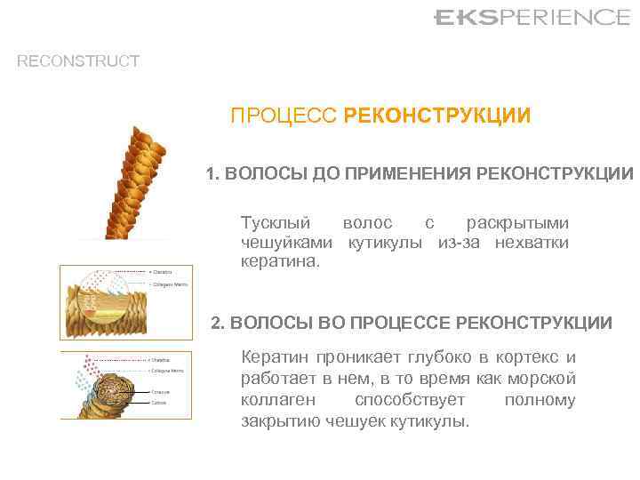RECONSTRUCT ПРОЦЕСС РЕКОНСТРУКЦИИ 1. ВОЛОСЫ ДО ПРИМЕНЕНИЯ РЕКОНСТРУКЦИИ Тусклый волос с раскрытыми чешуйками кутикулы