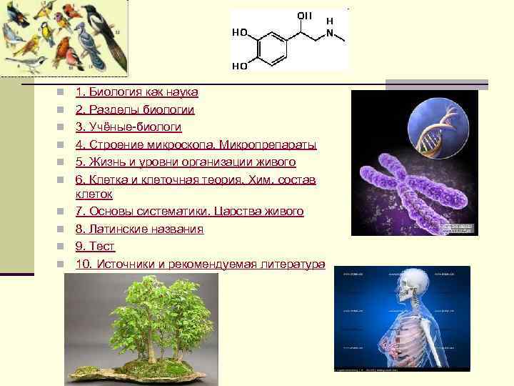 Науки современной биологии. Биология как наука. Биология как наука уровни организации. N И 2n биология.