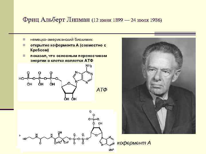 Фриц Альберт Липман (12 июня 1899 — 24 июля 1986) n n n немецко-американский