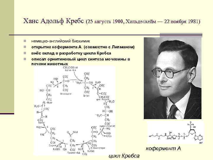 Ханс Адольф Кребс (25 августа 1900, Хильдесхейм — 22 ноября 1981) n n немецко-английский