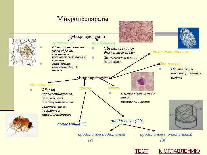 Микропрепараты временные n n постоянные Объект помещается в каплю H 2 O или глицерина
