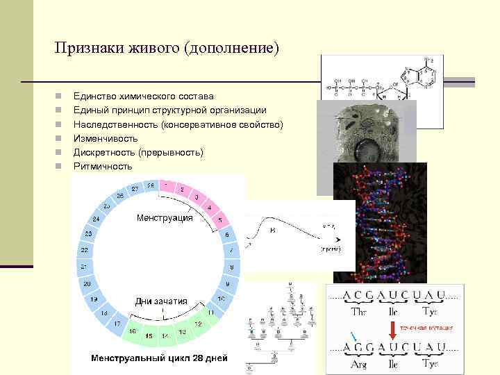 Признаки живого (дополнение) n n n Единство химического состава Единый принцип структурной организации Наследственность