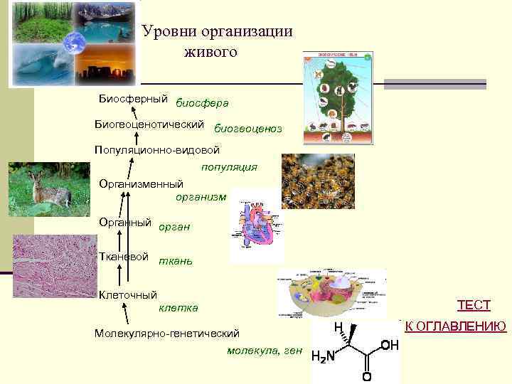 Обмен веществ организменный уровень