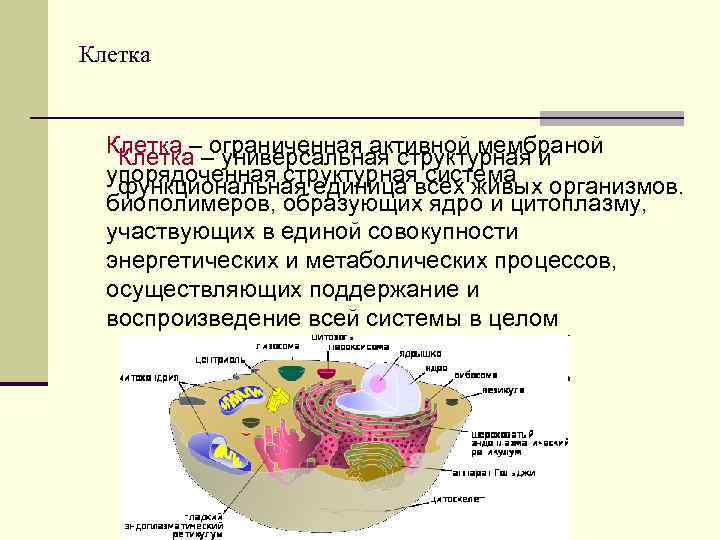 Клетка –– универсальная структурная и Клетка ограниченная активной мембраной упорядоченная структурнаявсех живых организмов. функциональная