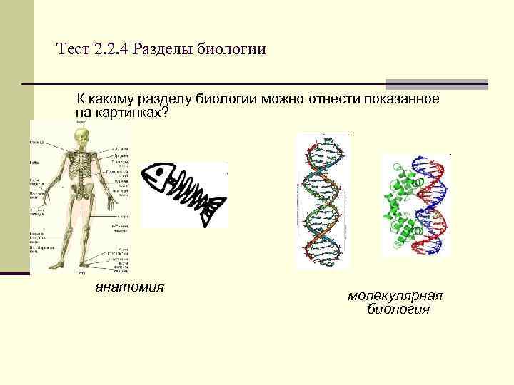 2 тема биологии. Деление биологии на разделы. Схема раздела биологии. Разделы молекулярной биологии. Раздел экспериментальной молекулярной биологии.