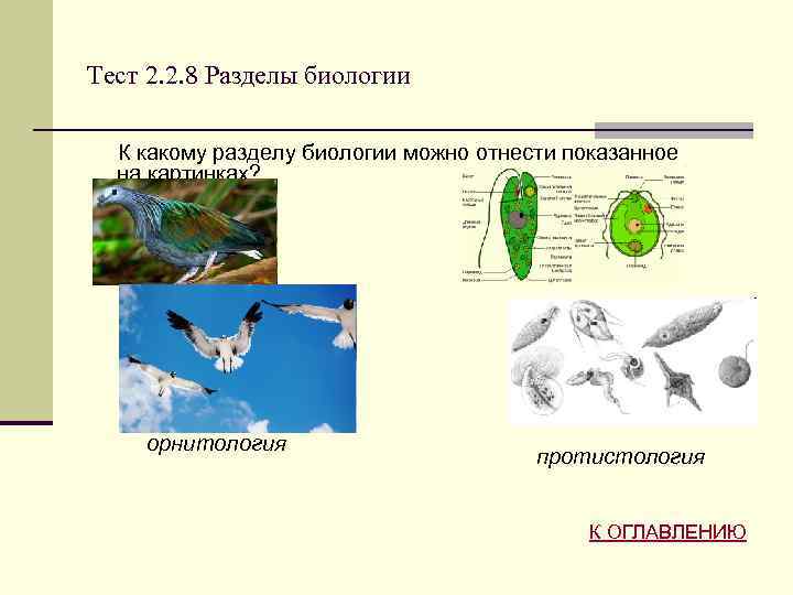 Объект изучения биологии 3
