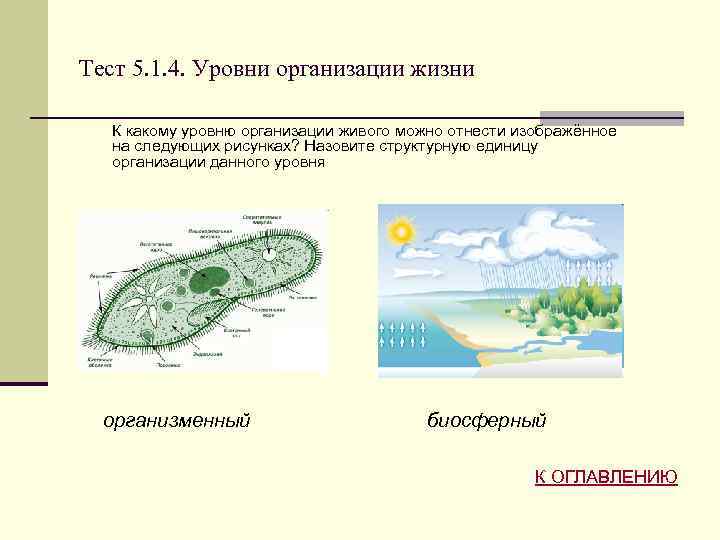 Какой уровень организации изображен на рисунке