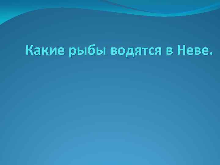 Какие рыбы водятся в Неве. 