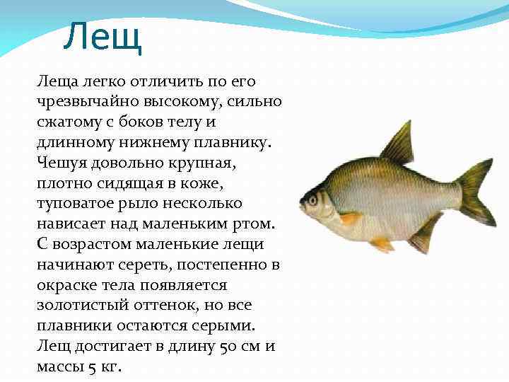 Рыбы описание для детей. Лещ описание. Лещ описание рыбы. Картинки описание леща. Лещ рыба описание для детей.