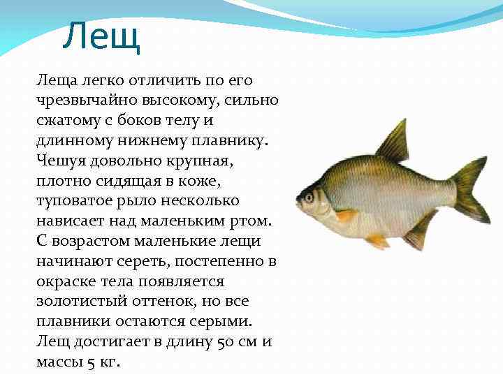 У меня живет культурный лещ. Лещ описание. Лещ описание рыбы. Картинки описание леща. Лещ рыба описание для детей.