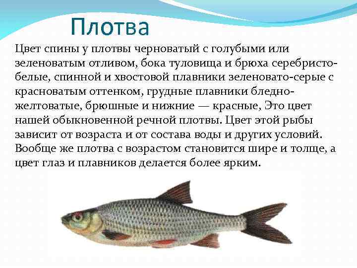 Плотва Цвет спины у плотвы черноватый с голубыми или зеленоватым отливом, бока туловища и