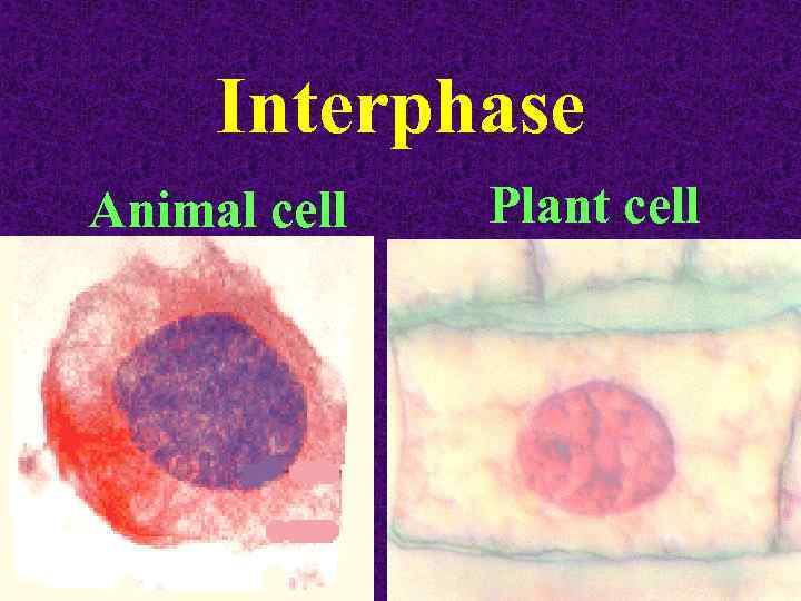 Interphase Animal cell Plant cell 