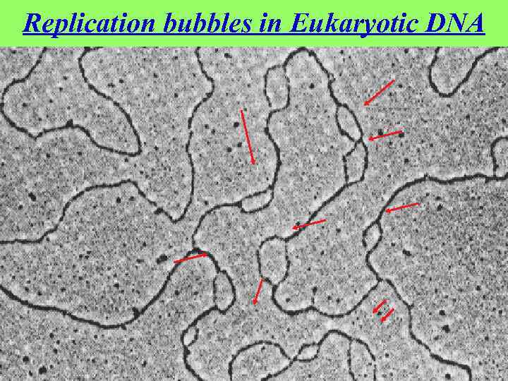 Replication bubbles in Eukaryotic DNA 
