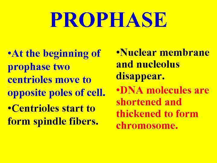 PROPHASE • At the beginning of prophase two centrioles move to opposite poles of