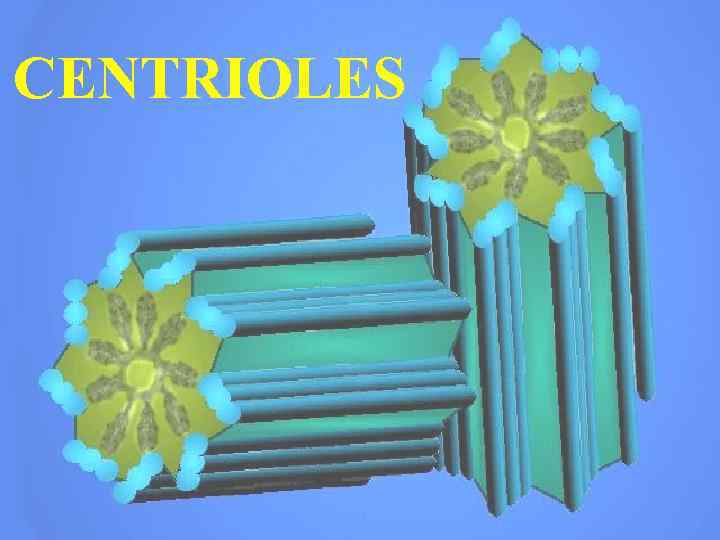 CENTRIOLES 