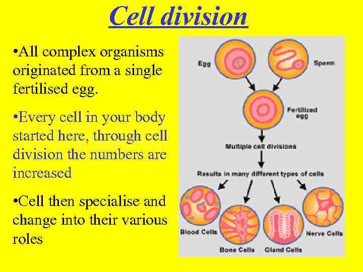 Cell division All complex organisms originated from