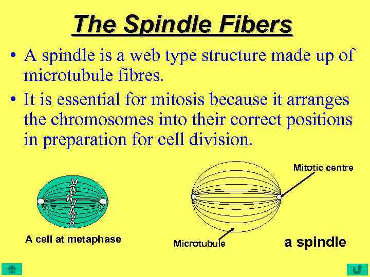 The Spindle Fibers • A spindle is a web type structure made up of