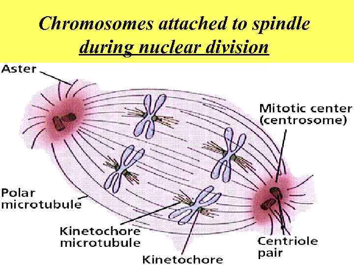 Chromosomes attached to spindle during nuclear division 