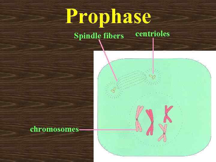 Prophase Spindle fibers chromosomes centrioles 