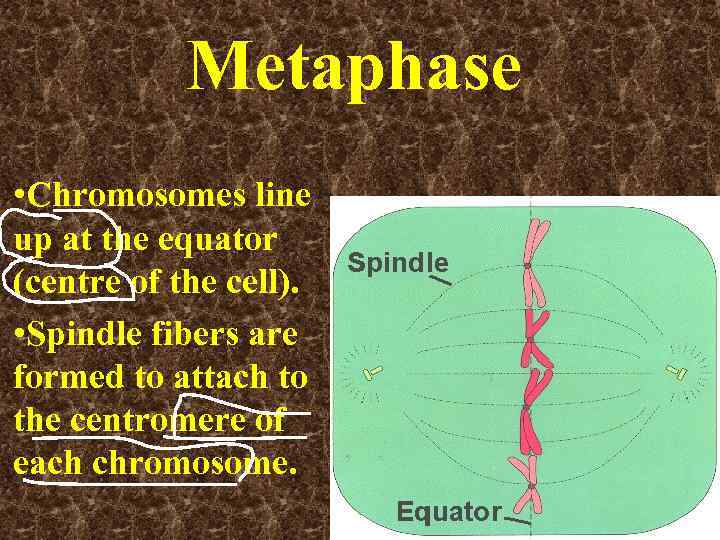 Metaphase • Chromosomes line up at the equator (centre of the cell). • Spindle