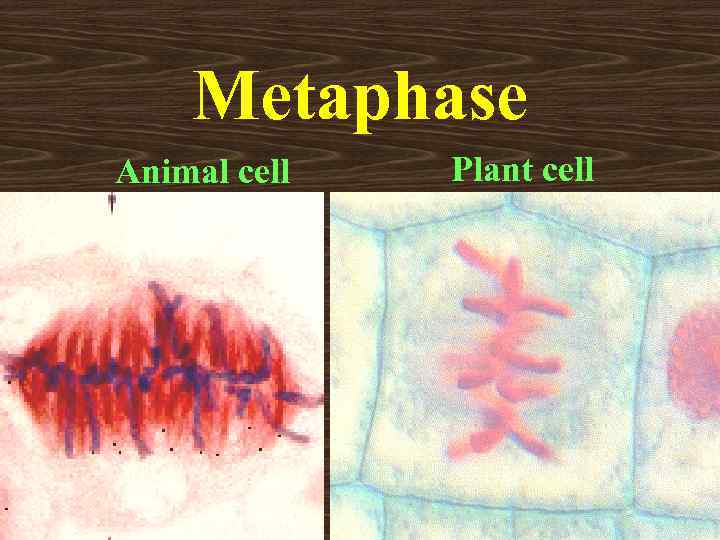 Metaphase Animal cell Plant cell 