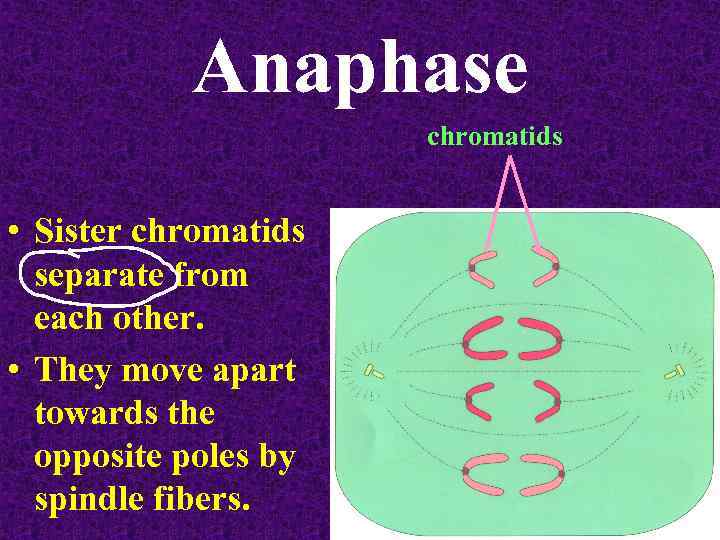 Anaphase chromatids • Sister chromatids separate from each other. • They move apart towards