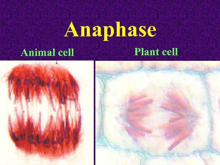 Anaphase Animal cell Plant cell 