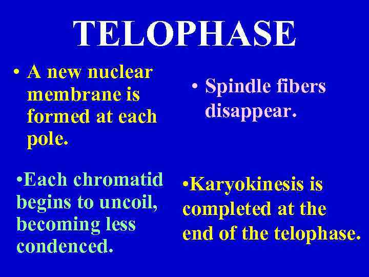 TELOPHASE • A new nuclear membrane is formed at each pole. • Spindle fibers