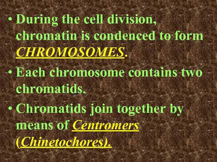  • During the cell division, chromatin is condenced to form CHROMOSOMES. • Each