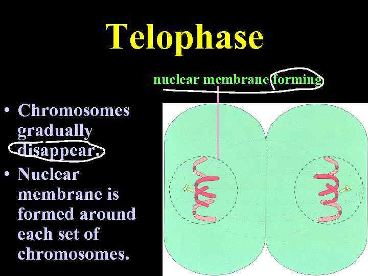 Telophase nuclear membrane forming • Chromosomes gradually disappear. • Nuclear membrane is formed around