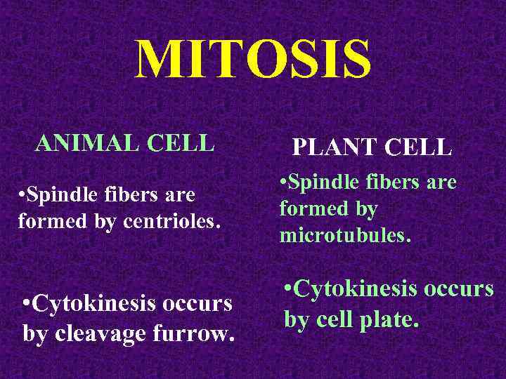 MITOSIS ANIMAL CELL PLANT CELL • Spindle fibers are formed by centrioles. • Spindle