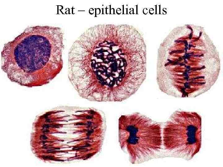 Rat – epithelial cells 