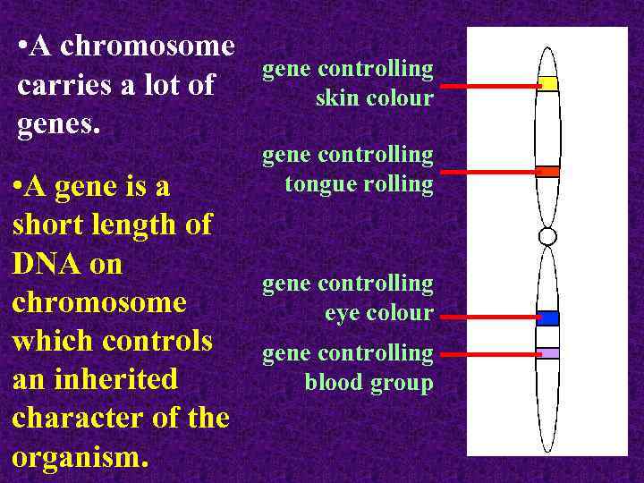  • A chromosome carries a lot of genes. • A gene is a
