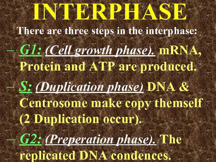 INTERPHASE There are three steps in the interphase: – G 1: (Cell growth phase).