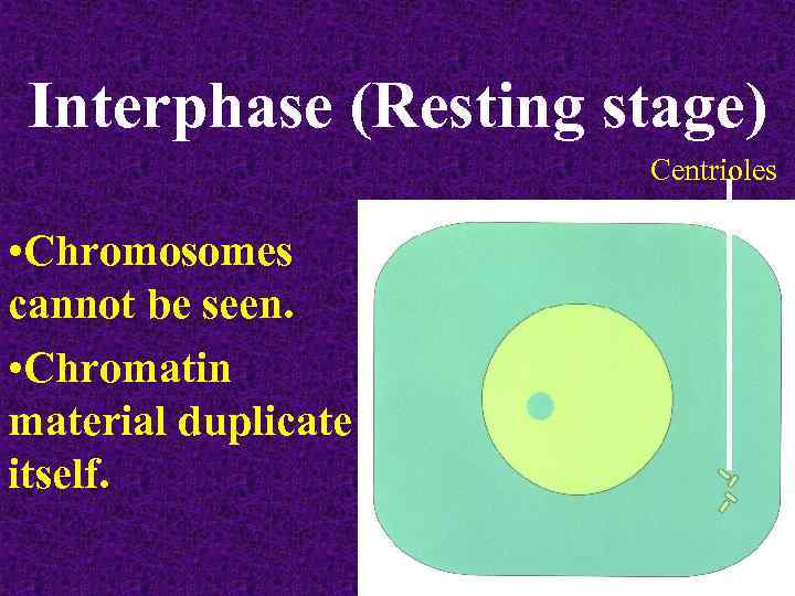 Interphase (Resting stage) Centrioles • Chromosomes cannot be seen. • Chromatin material duplicate itself.