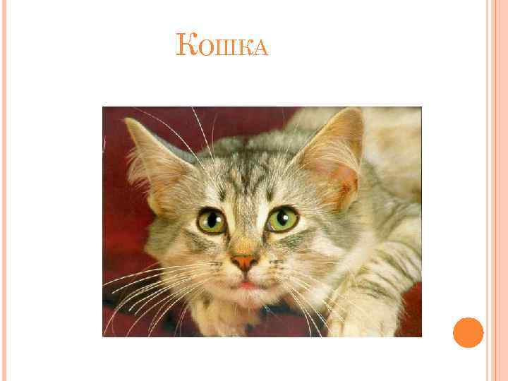 КОШКА 