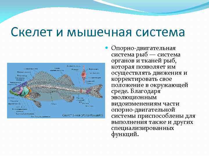 Класс рыб презентация 7 класс. Костные рыбы особенности строения опорно двигательной системы. Внутреннее строение рыб опорно двигательная система органы. Опорно двигательная система рыб кратко. Строение опорно двигательной системы у рыб.